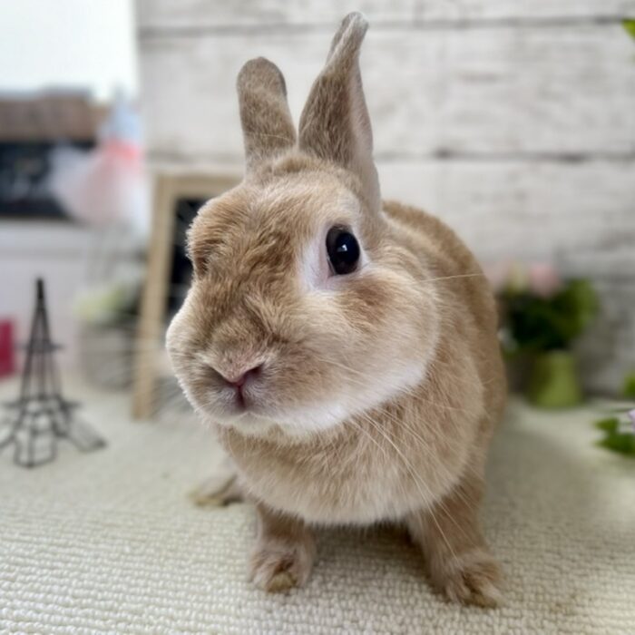 さいたま 東大宮のうさぎ専門店 Dan S House 健康で可愛いうさぎをブリーディング 血統書あり