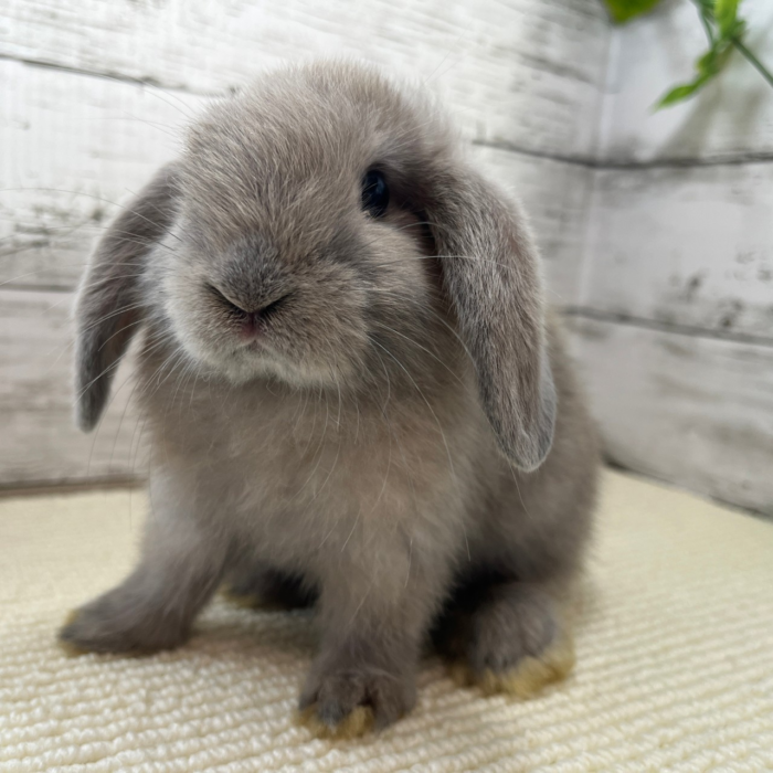 さいたま 東大宮のうさぎ専門店 Dan S House 健康で可愛いうさぎをブリーディング 血統書あり